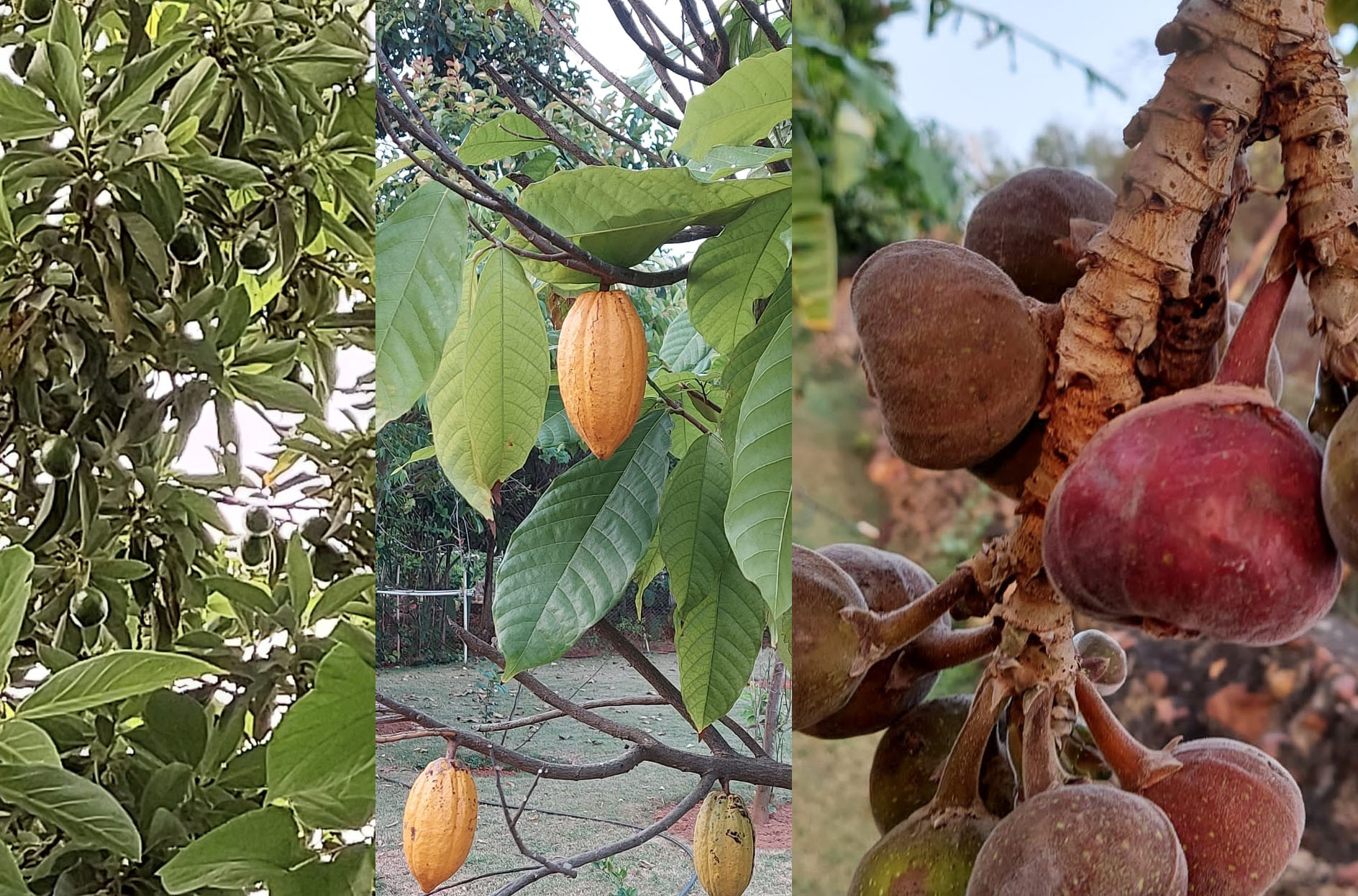 Avocardos, Cocoa & Sycamore Figs