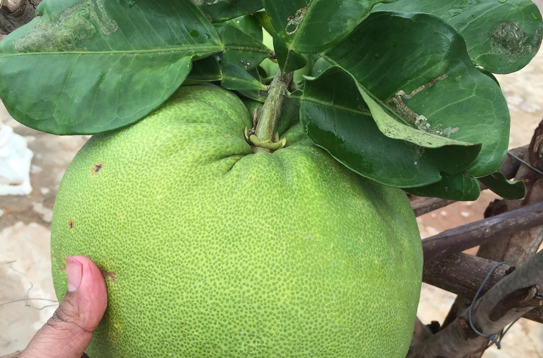 Grape Fruit (bamblimas)