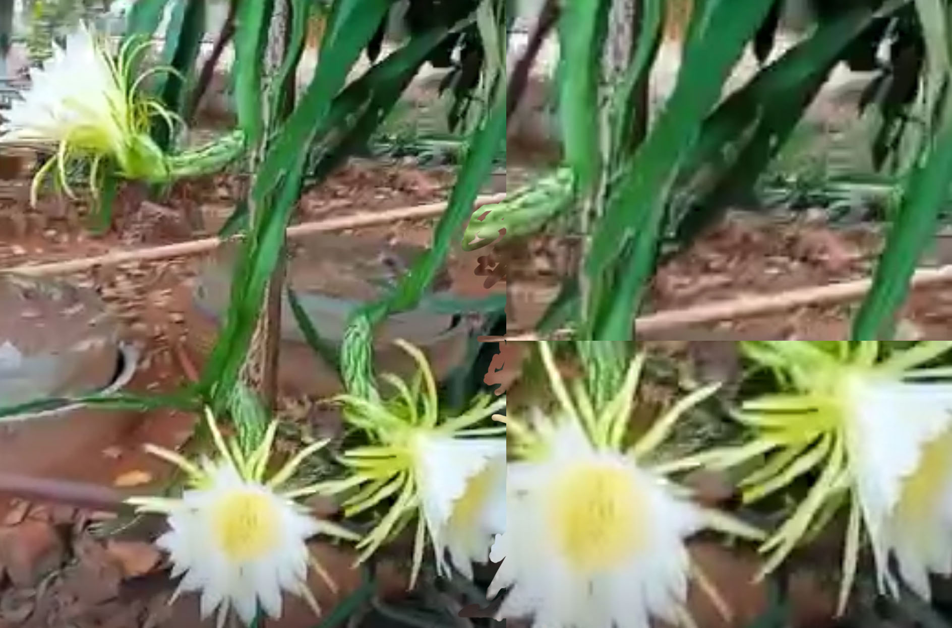 Dragon Fruit Blooms