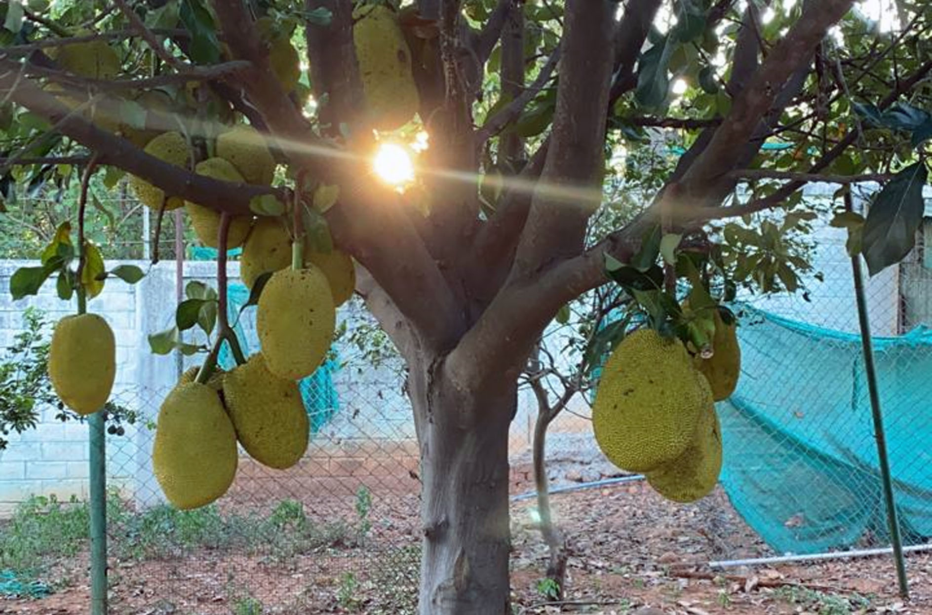 Jackfruit yield