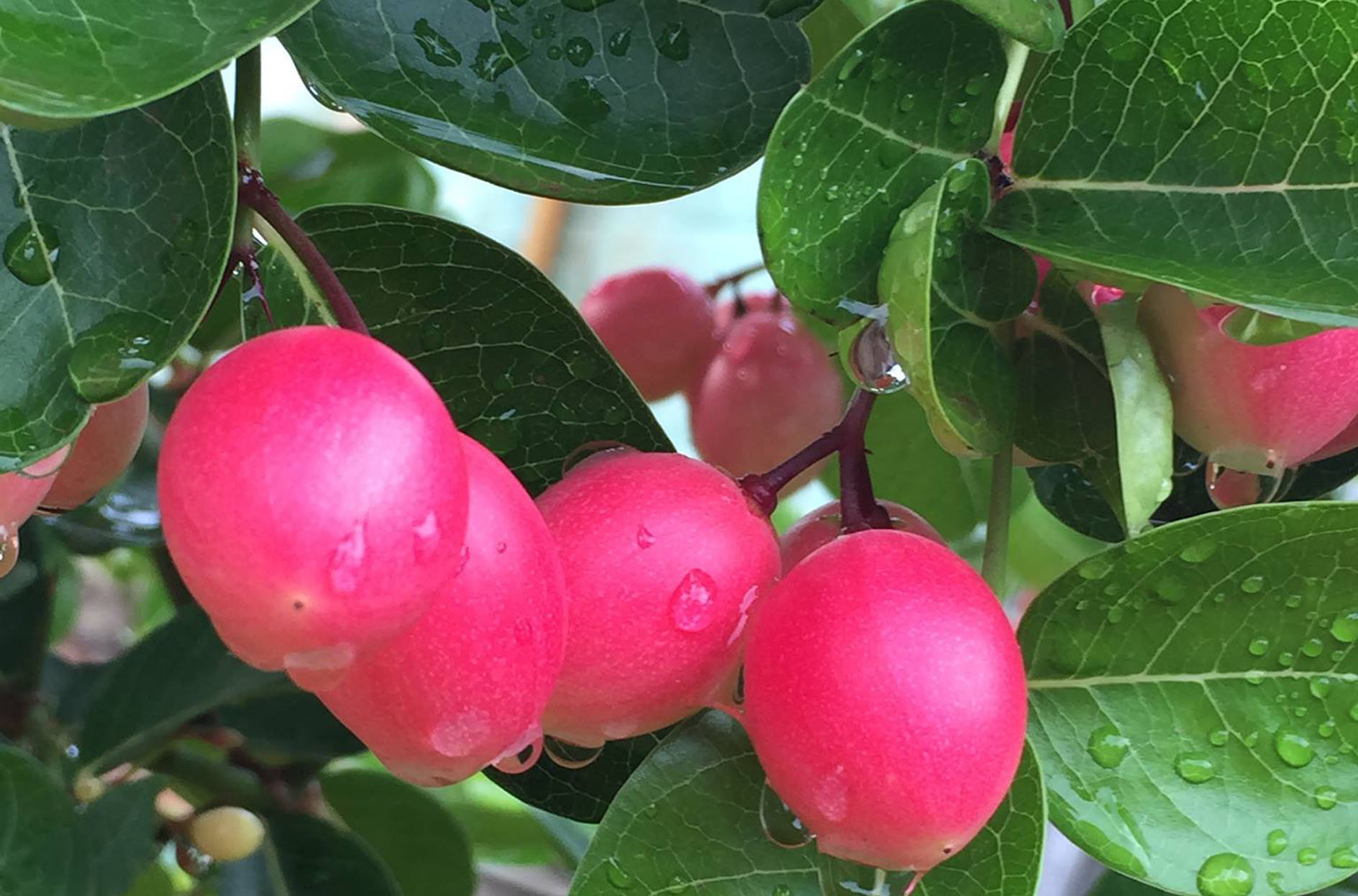 Karunda Fruit