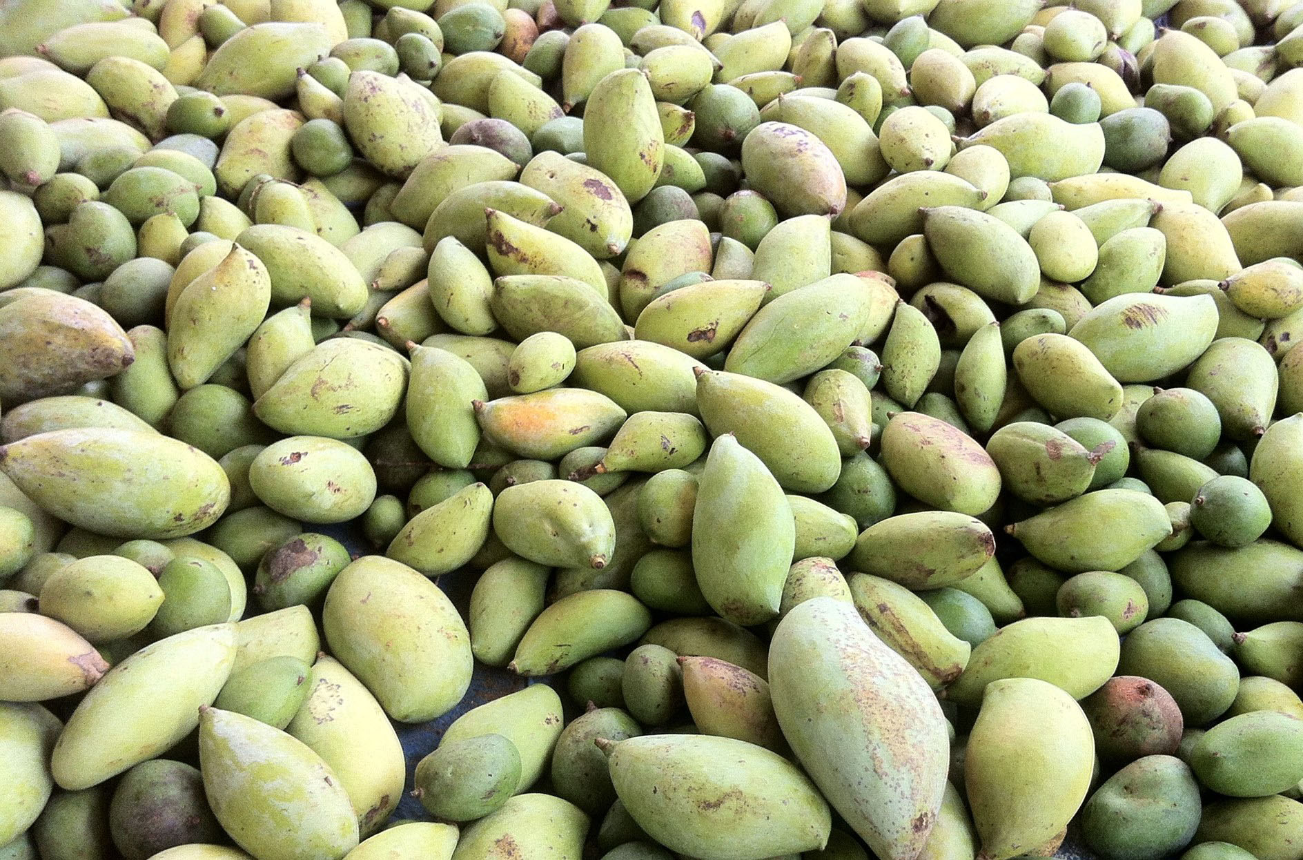 Mango Harvest