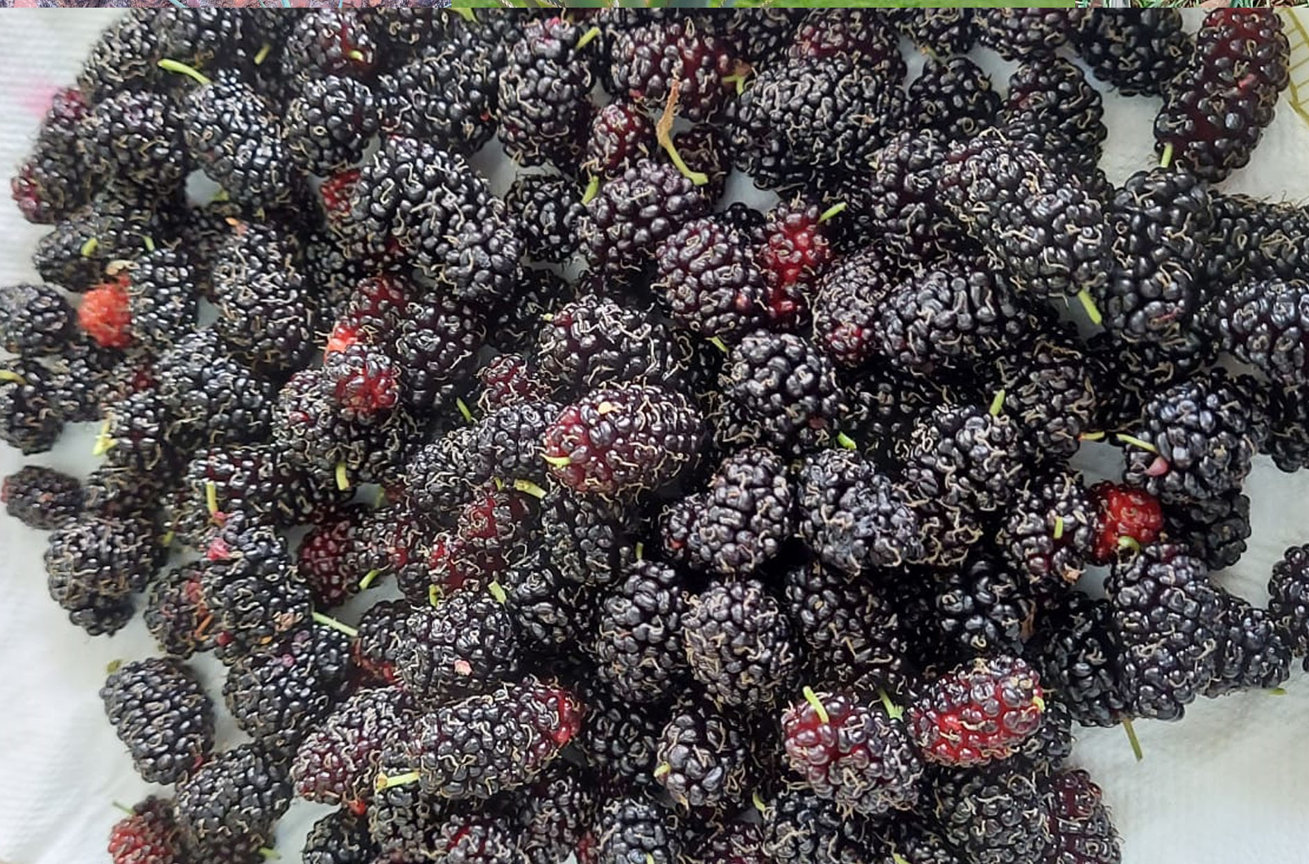 Mulberry Season