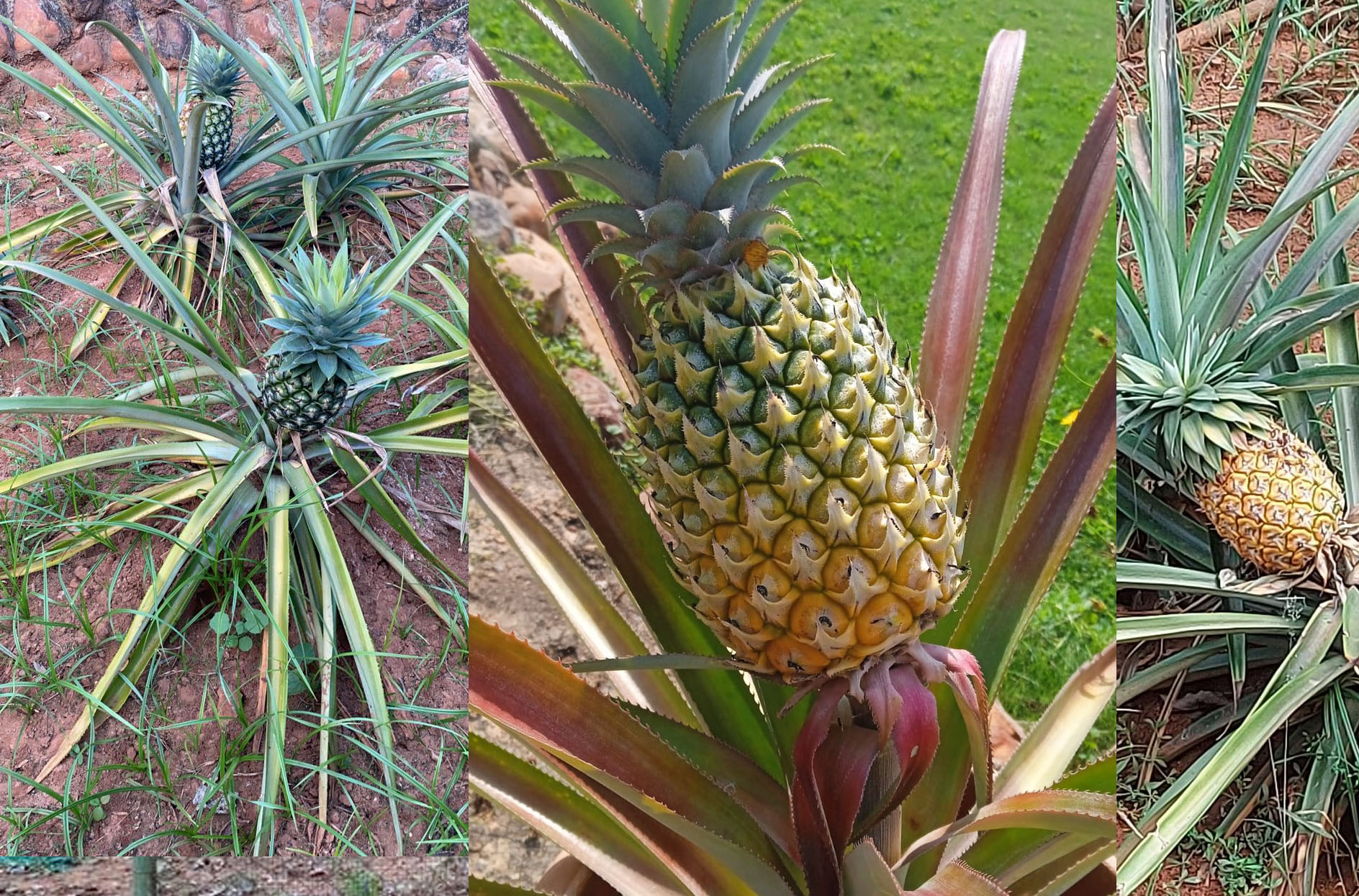 Pineapple Delight
