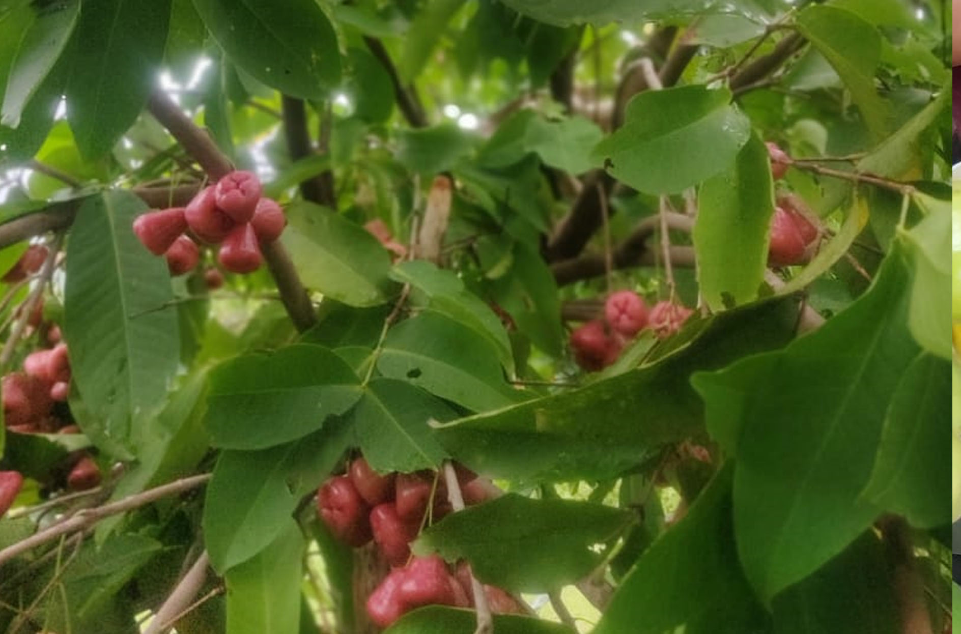 Waterapples